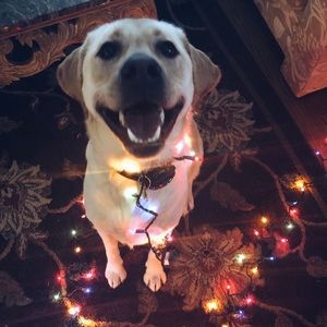 Meet your Posher, Leah